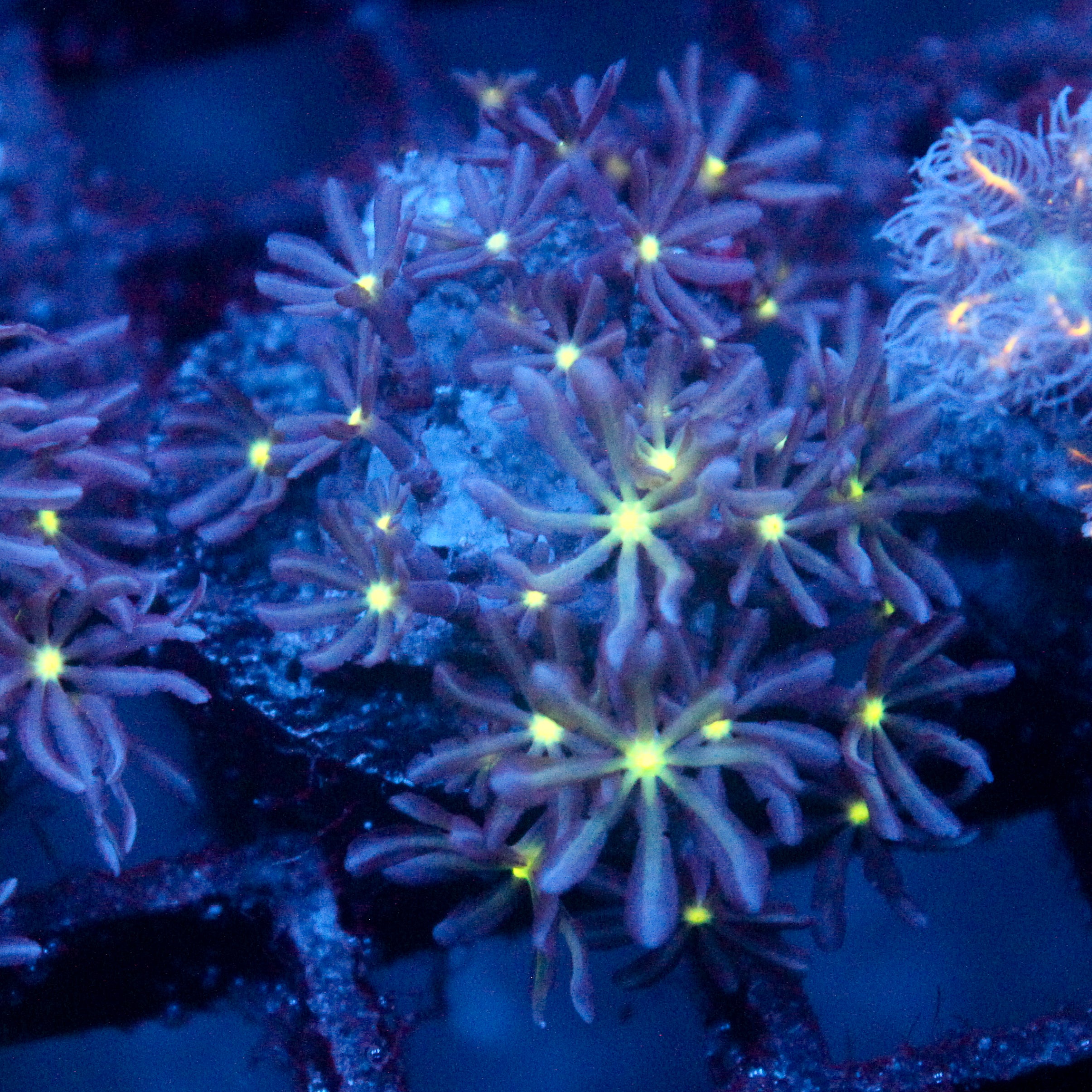 JC Enchantress Polyp Coral