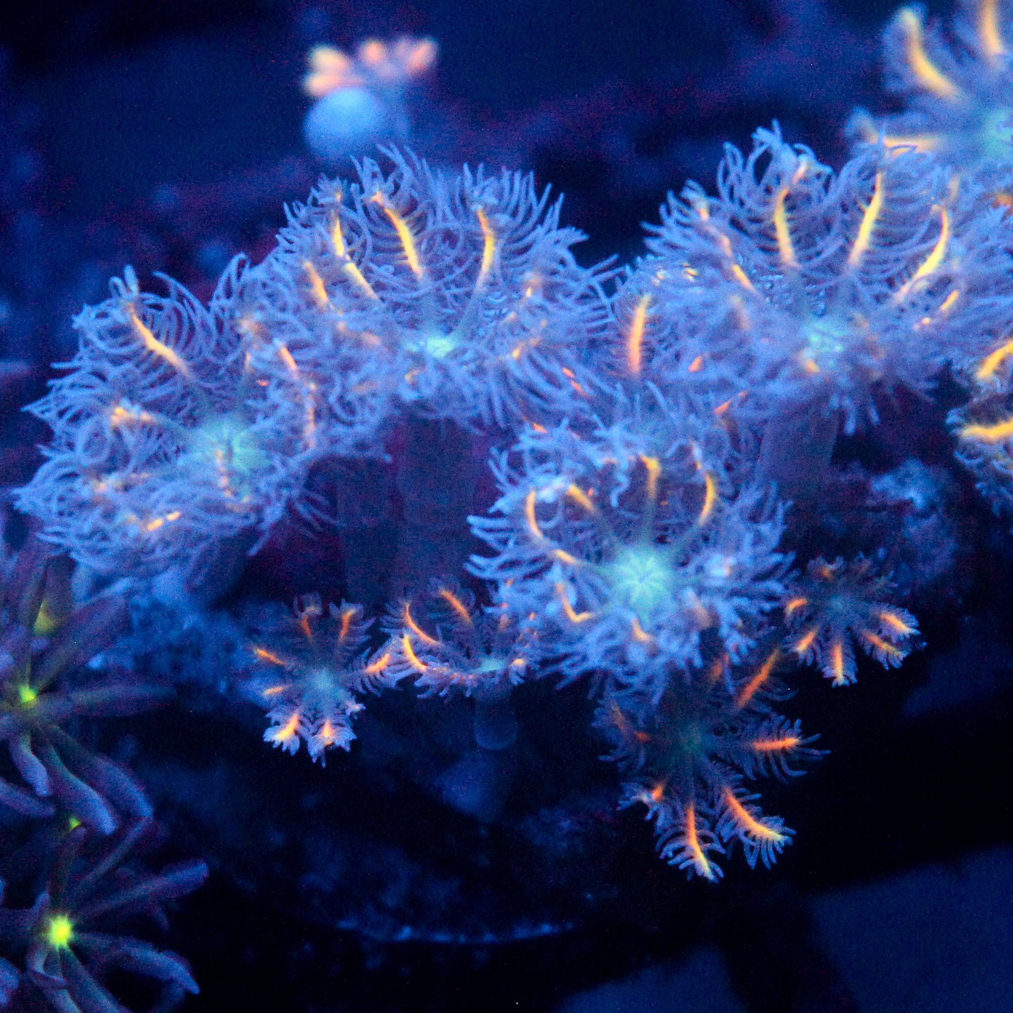 JC Orange Tip Clove Polyp