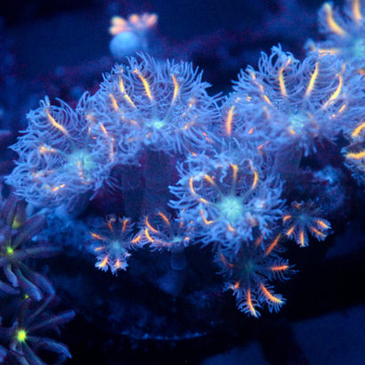 JC Orange Tip Clove Polyp