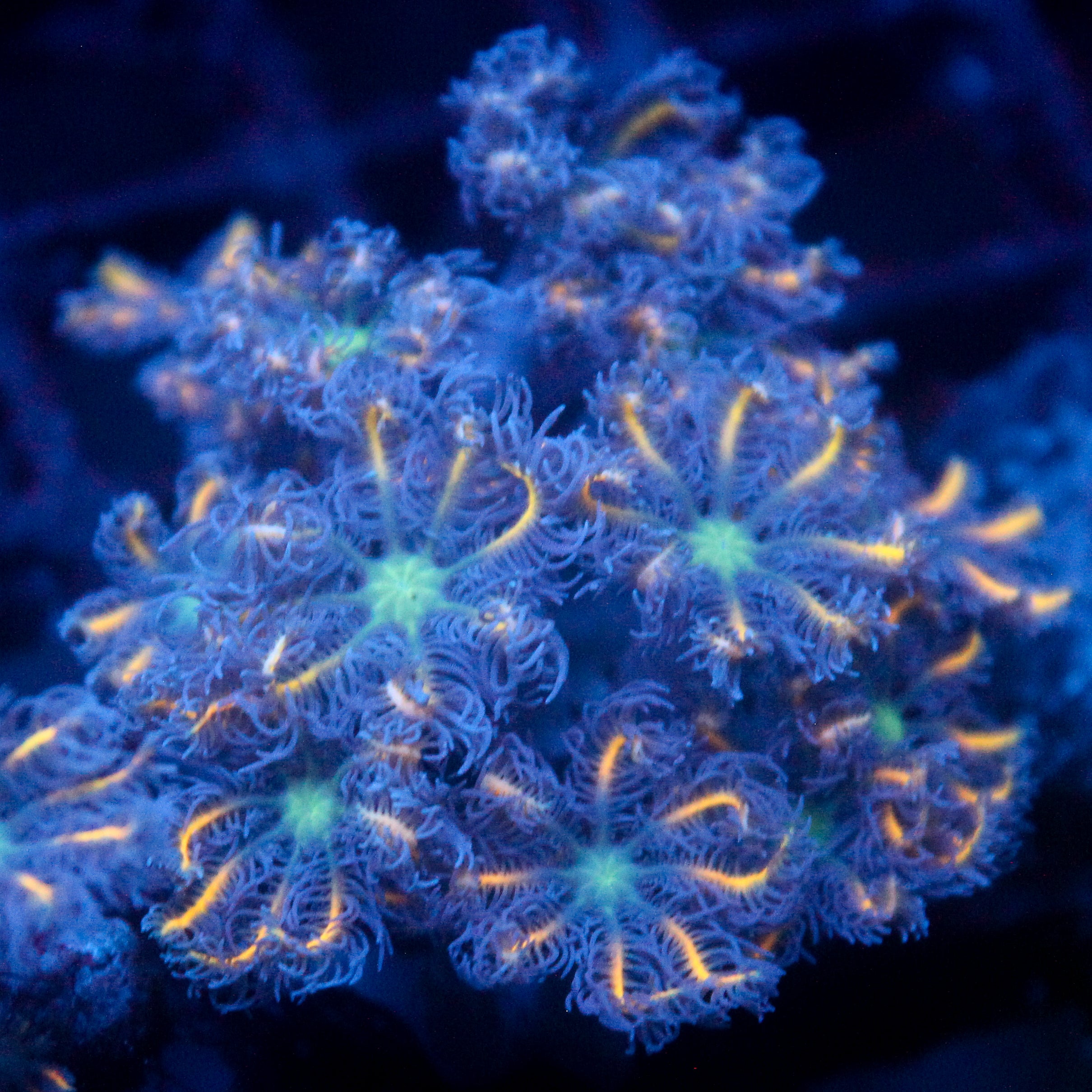 JC Orange Tip Clove Polyp
