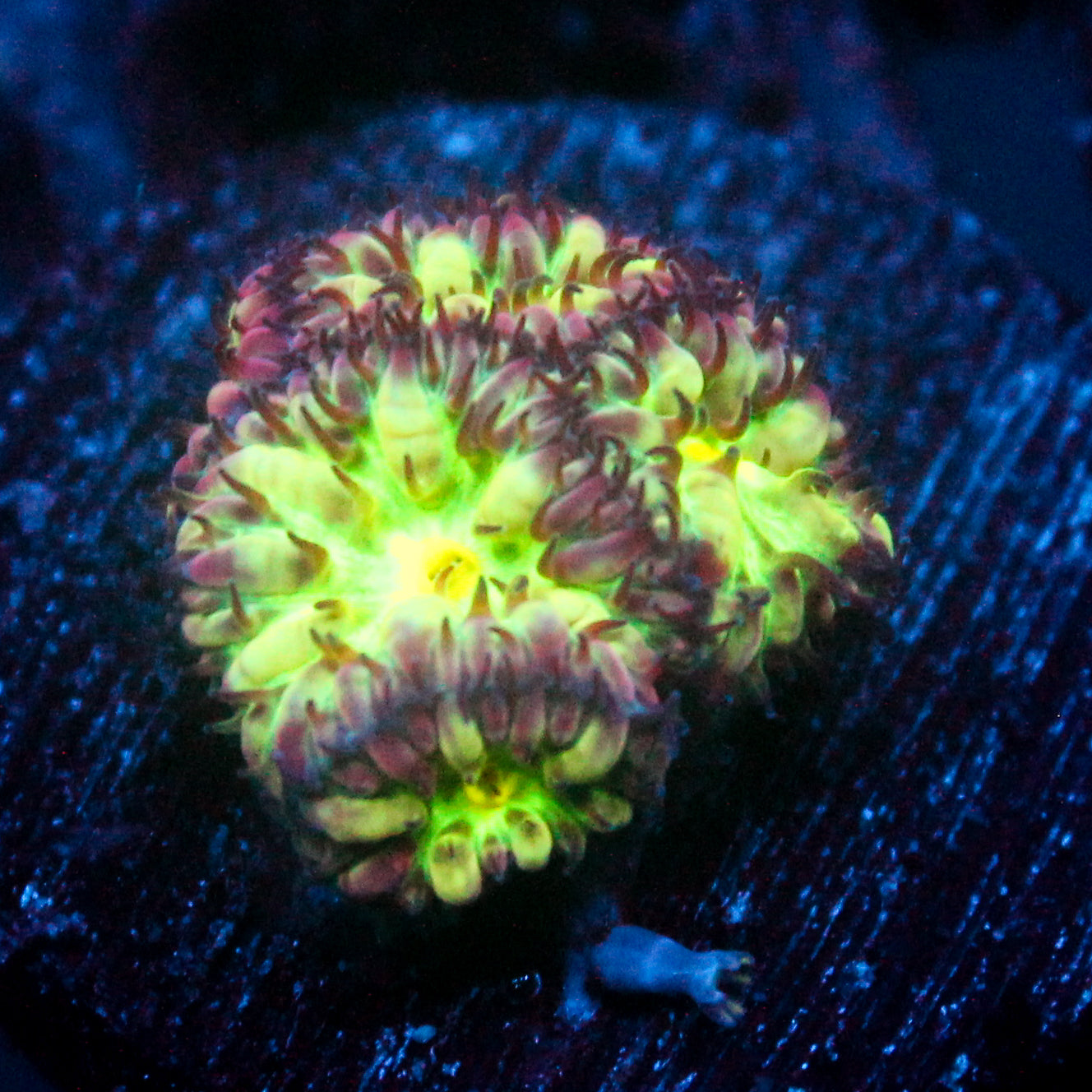 JC Flourish Fluff Blasto Merletti