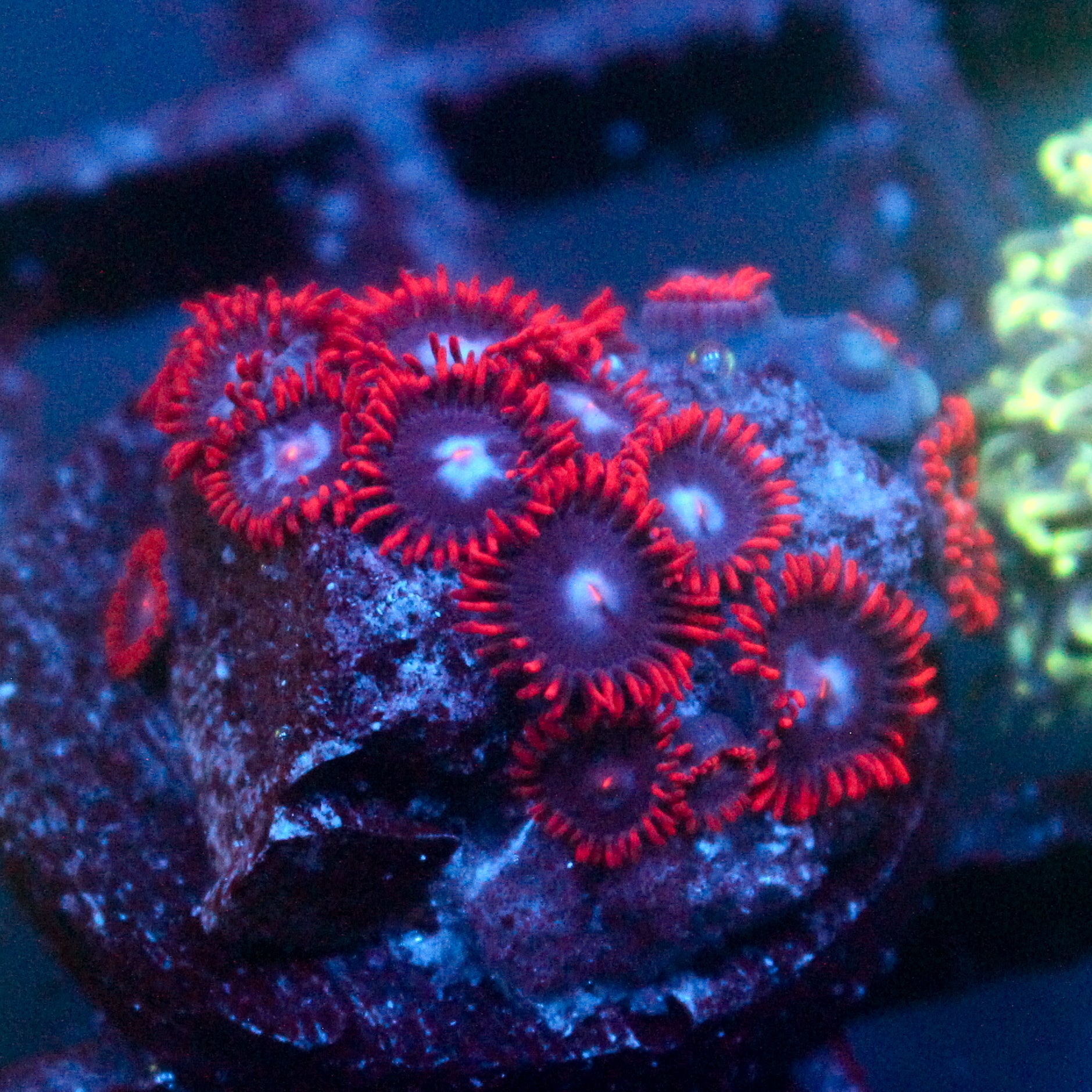 JC Edge of Reality Zoanthid