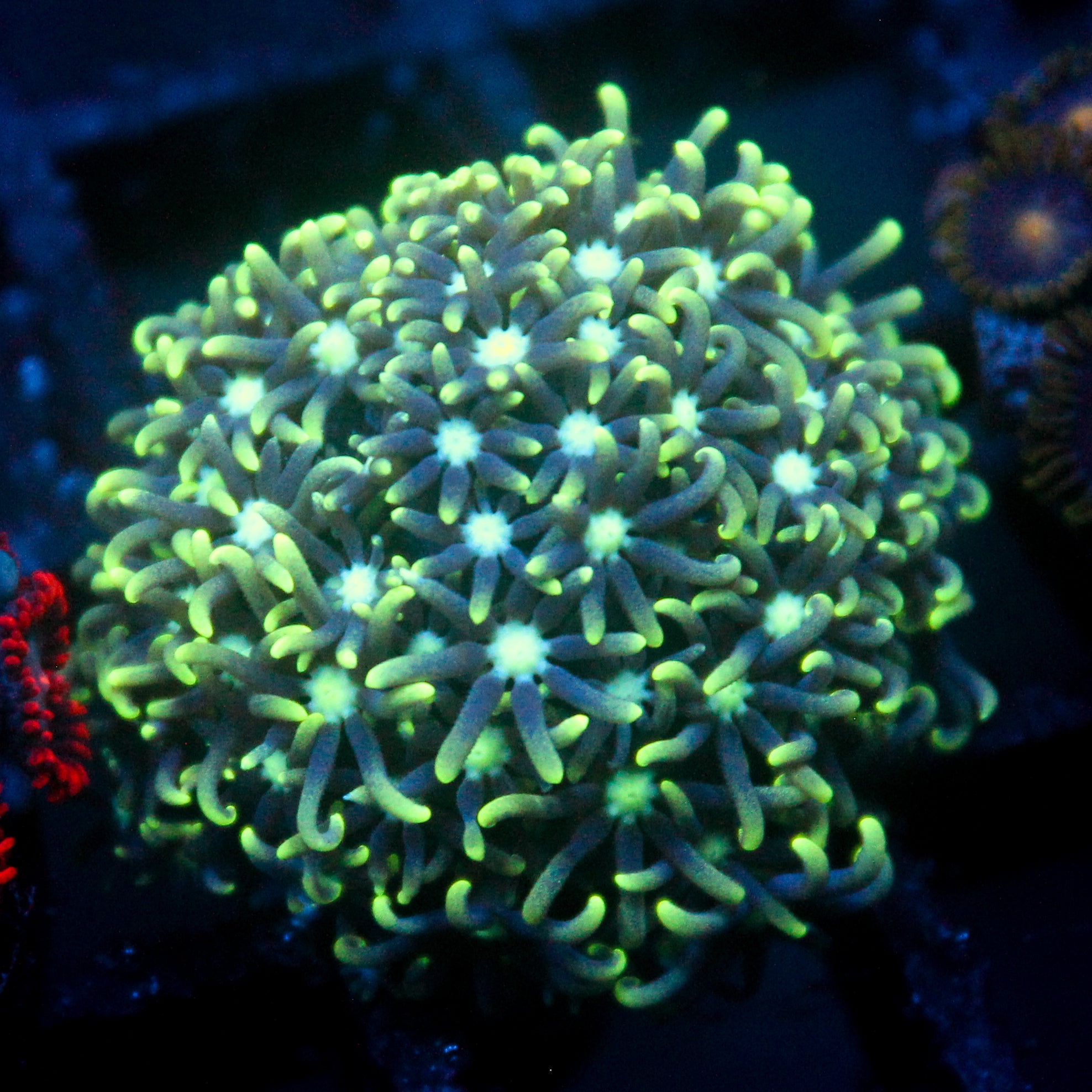 JC GSP