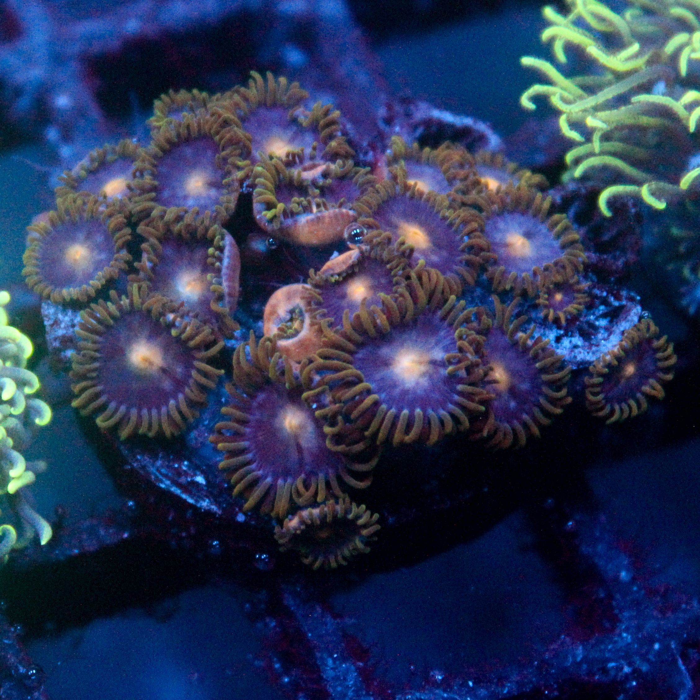 JC Gold Gobbler Zoanthid