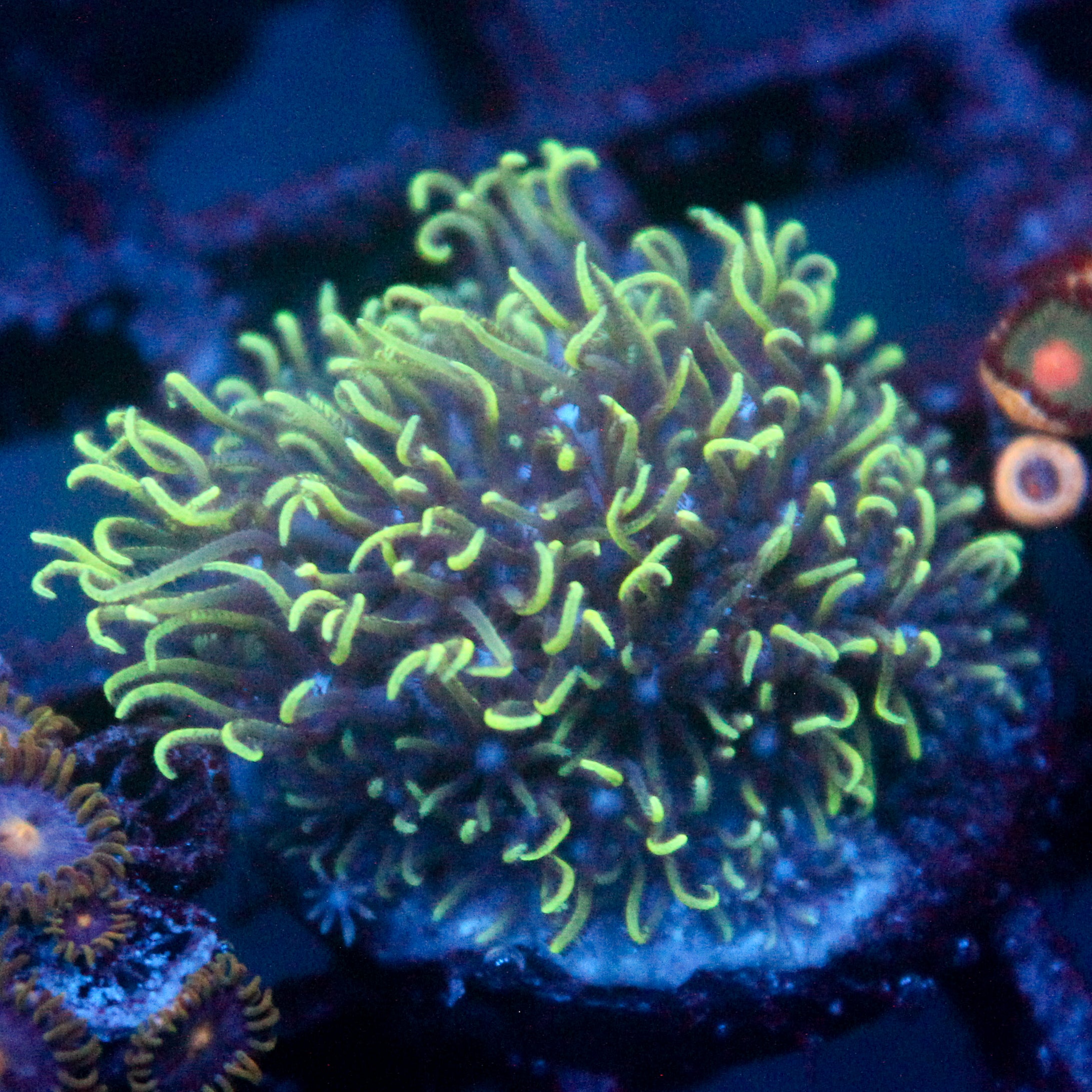 JC Minty gsp