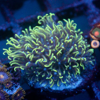 JC Minty gsp