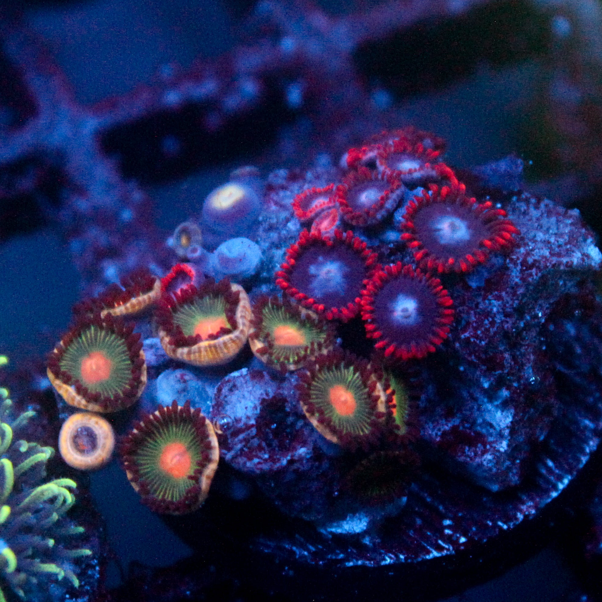 JC Zoa Garden Seed