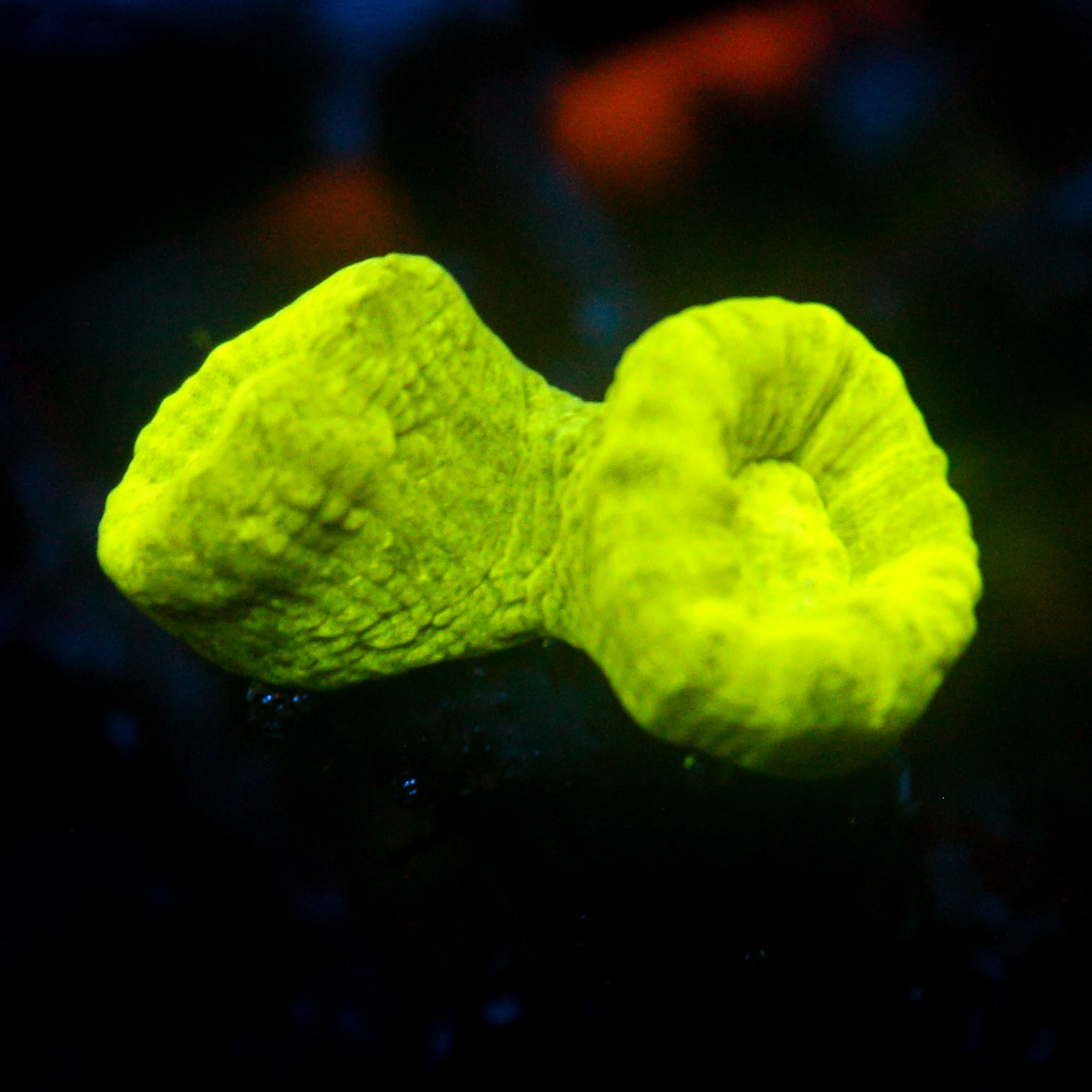 JC Neon Green Trumpet