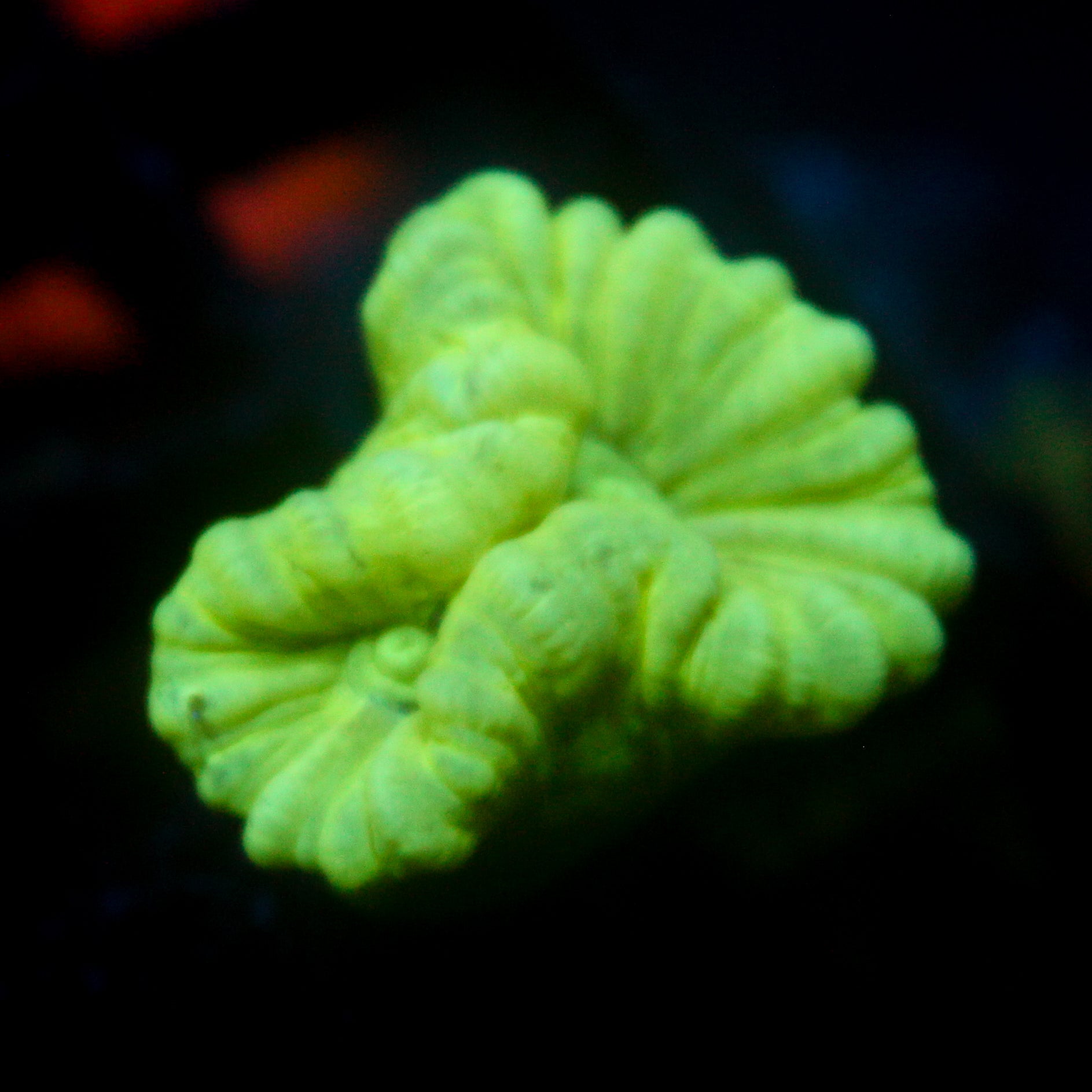 JC Neon Trumpet Coral