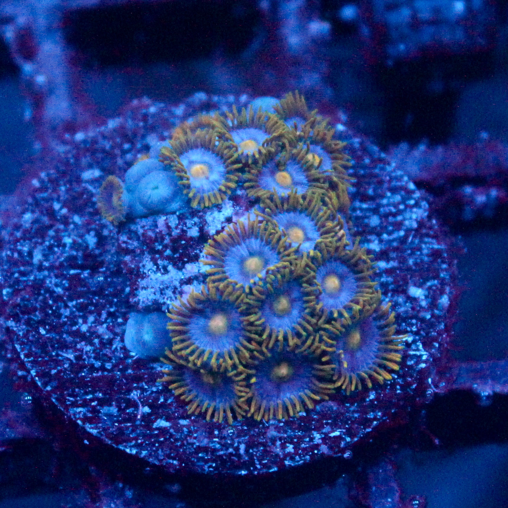 JC Gold Burst Zoanthid