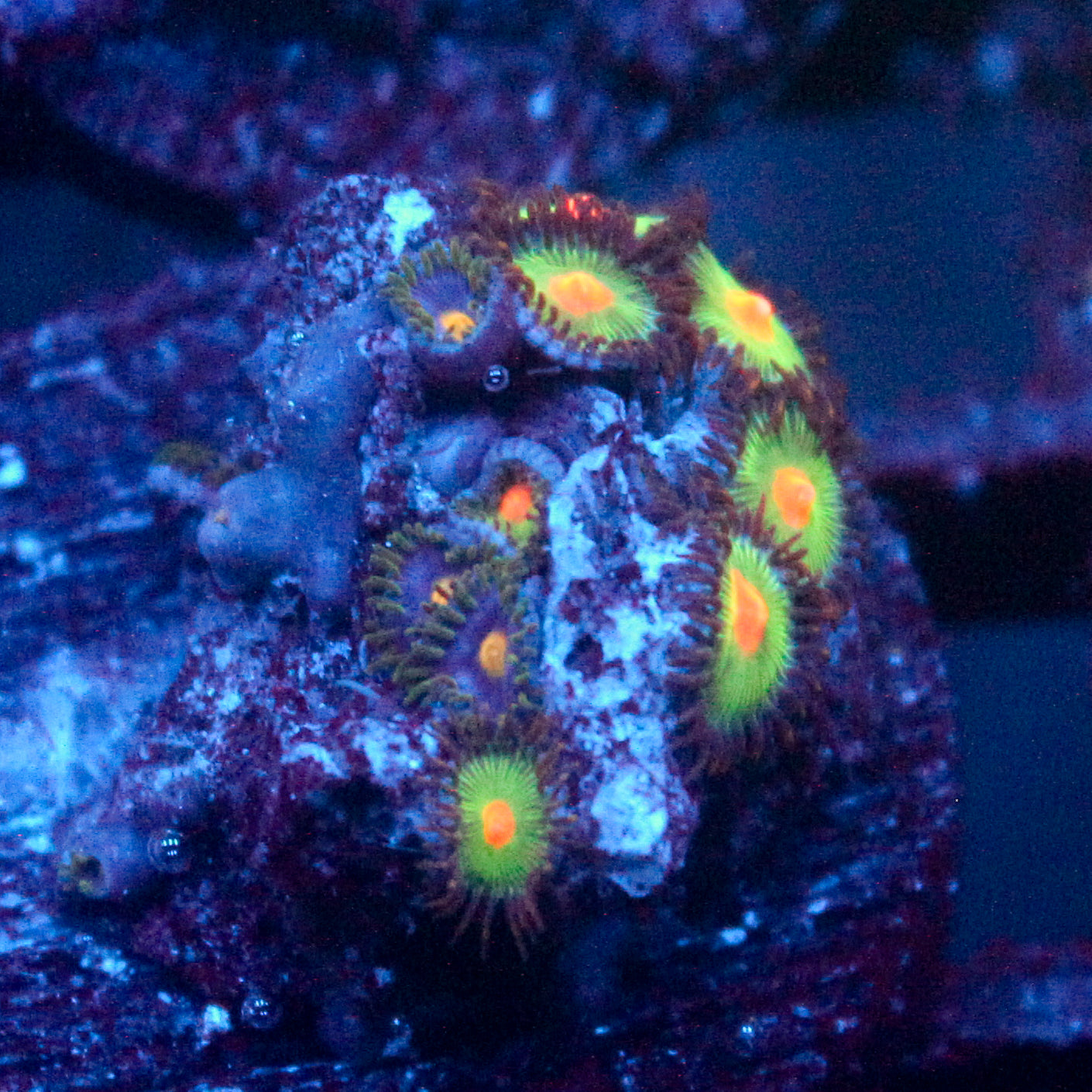 JC Alien Blood Zoanthid