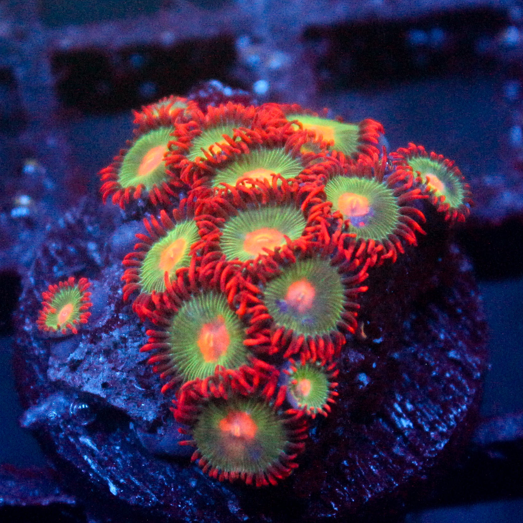 JC Gatorade Zoanthids