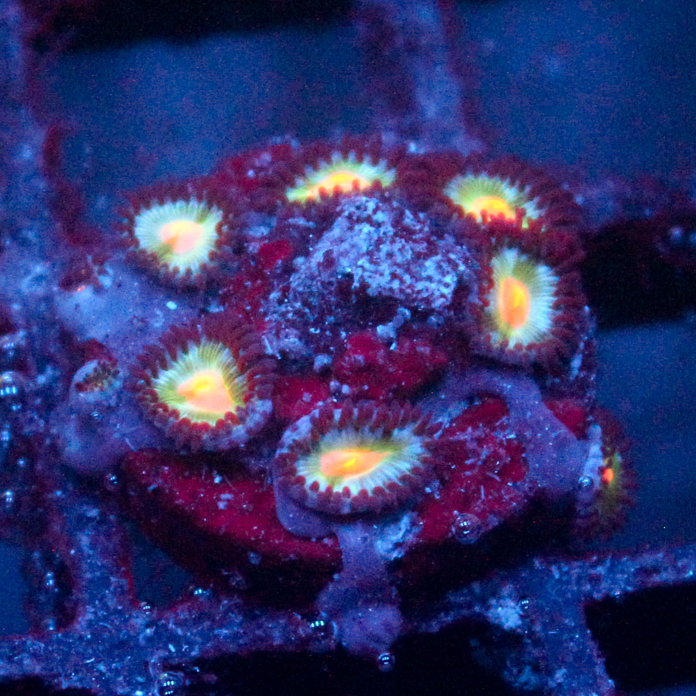 JC Alien Blood Zoanthid