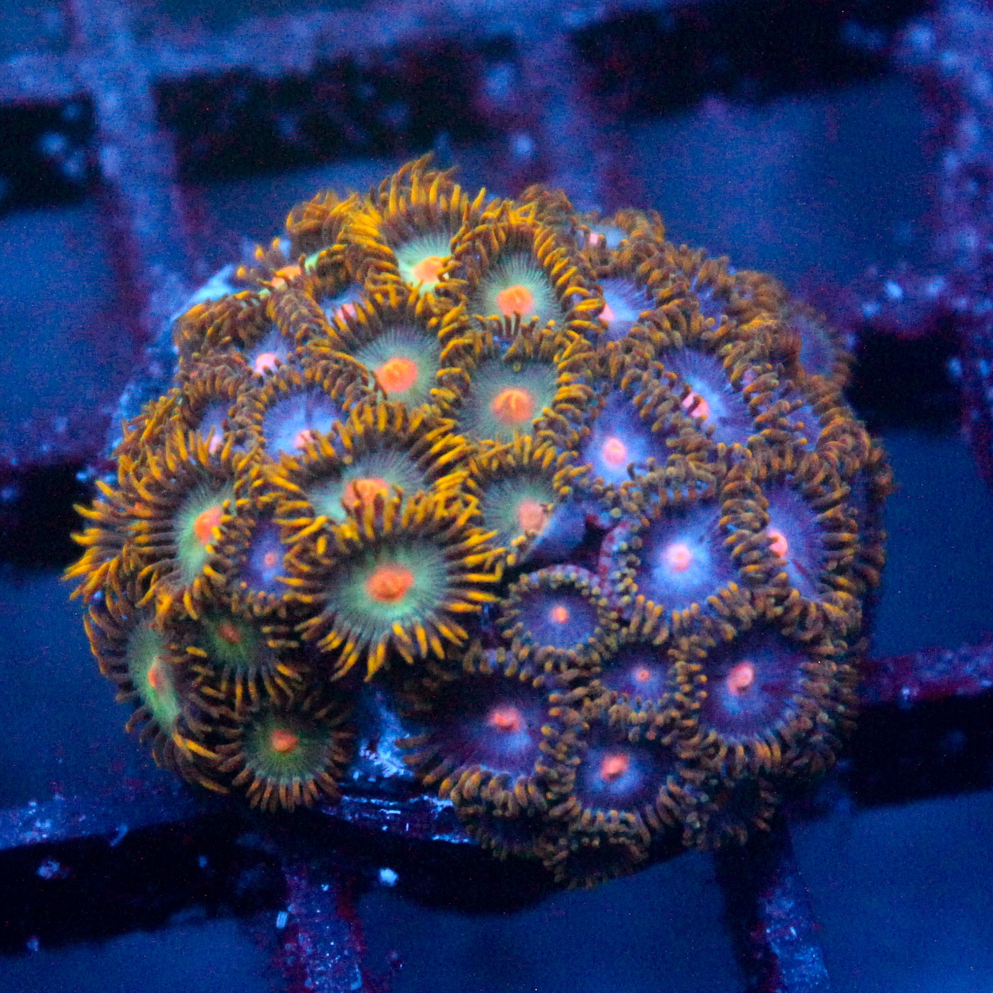 JC Zoa Garden Seed