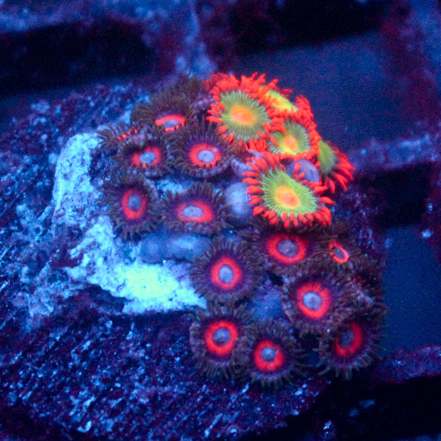JC Crimson Crawlers Zoanthid Mix