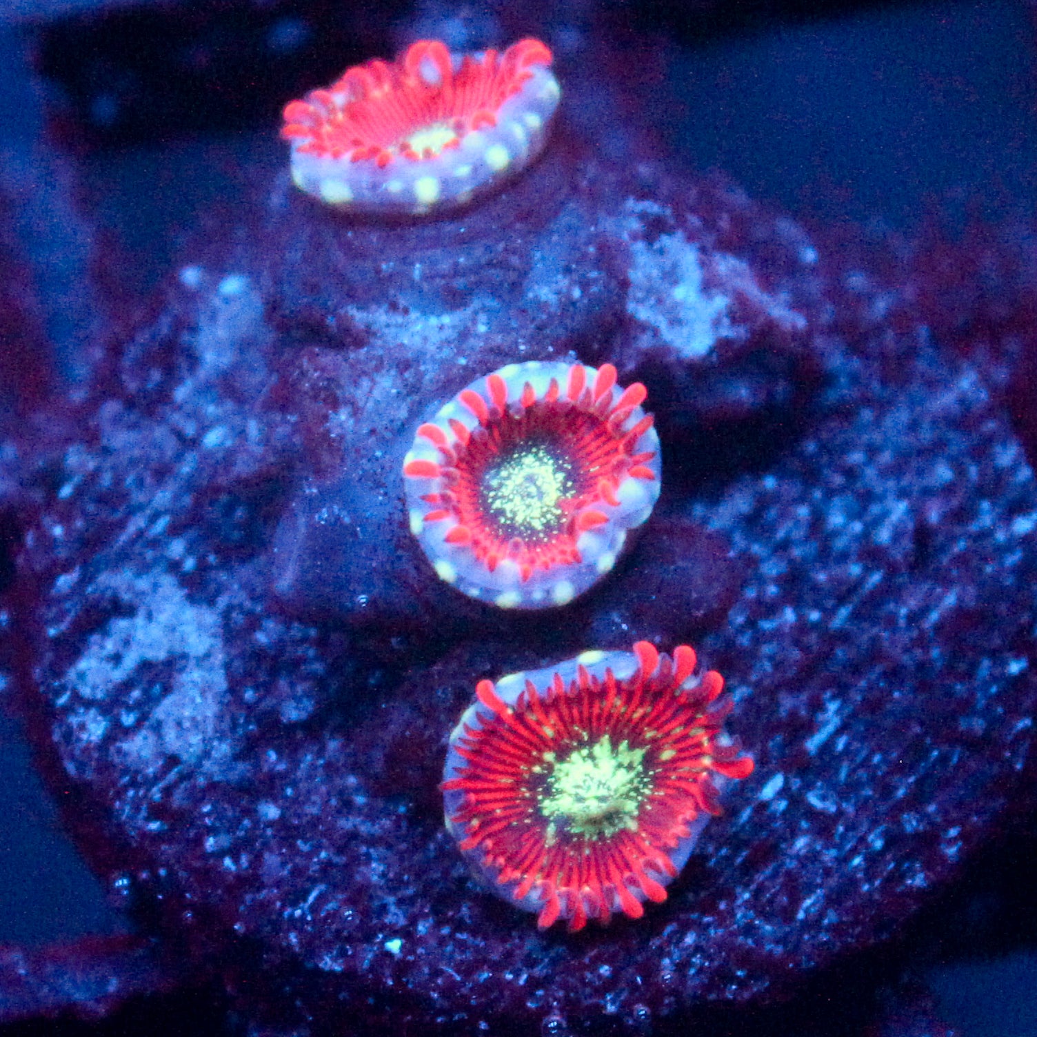 JC Magician's Zoanthid