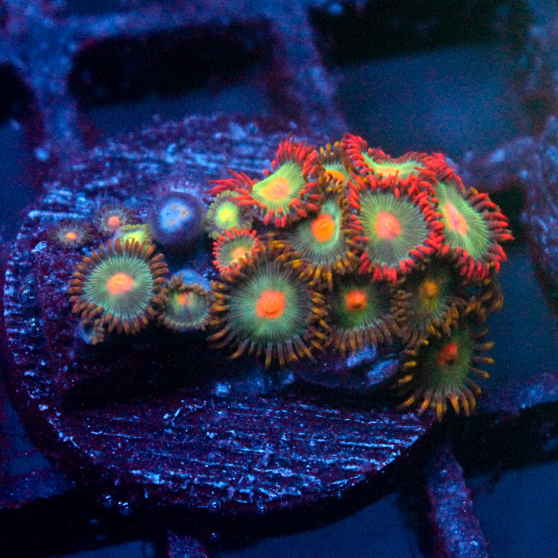 JC Gatorade Zoanthids Mix