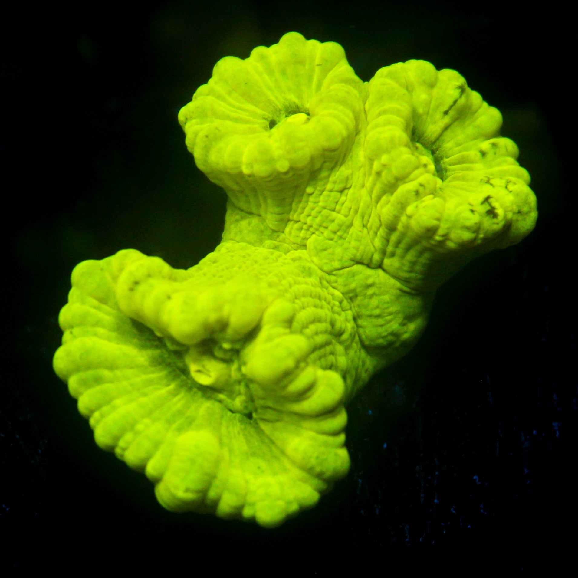 JC Neon Green Trumpet Coral