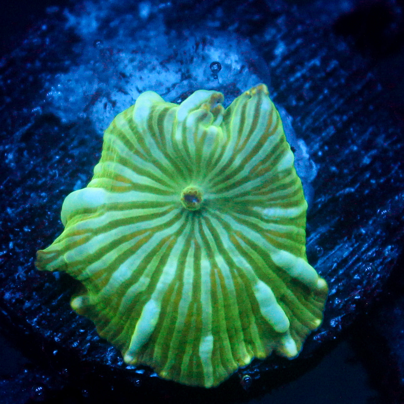 JC Blue Streak Watermelon Rind Discosoma