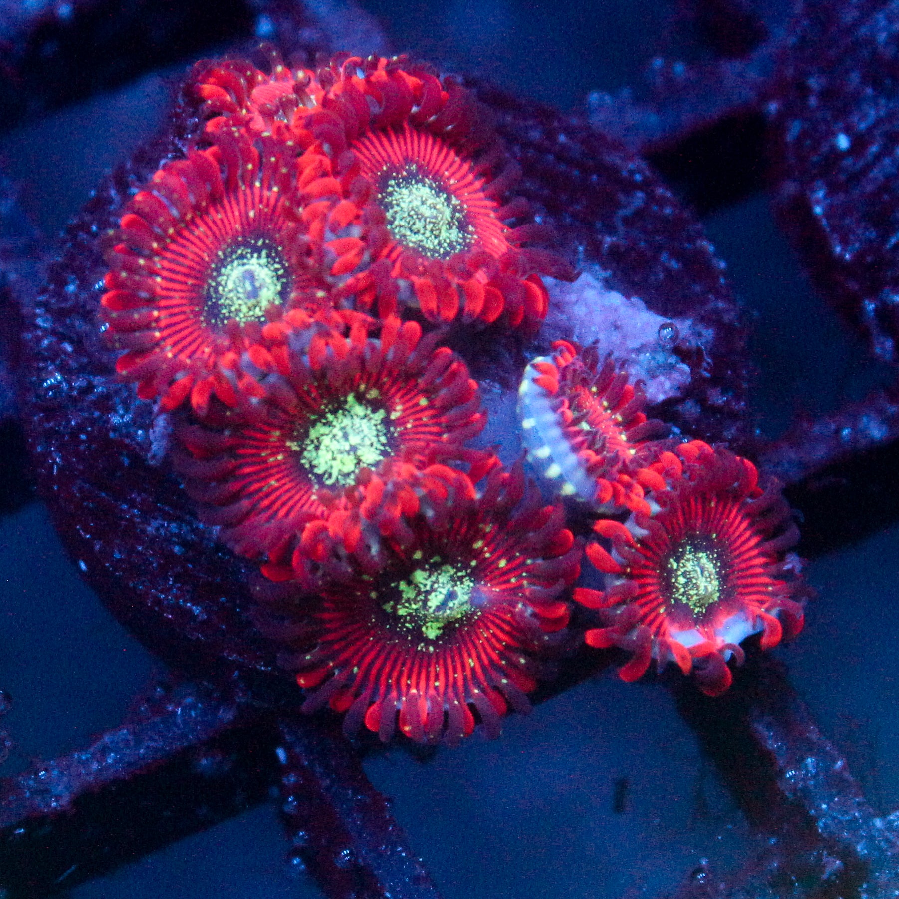 JC Magician's Zoanthid