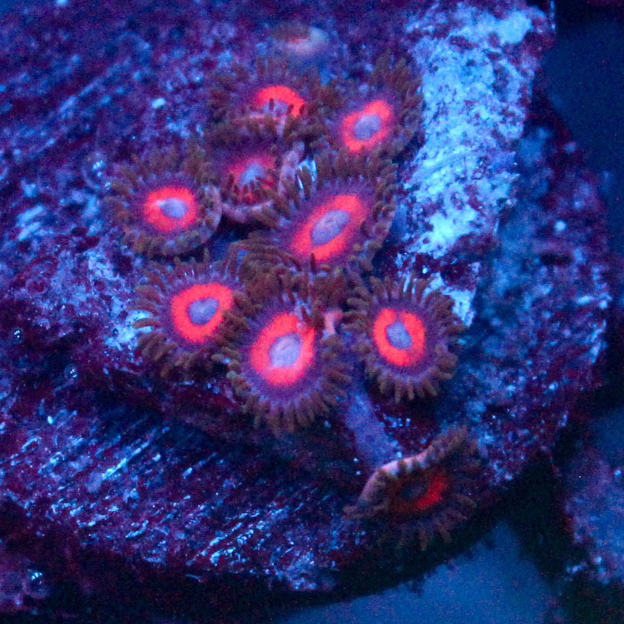 JC Crimson Crawlers Zoanthid