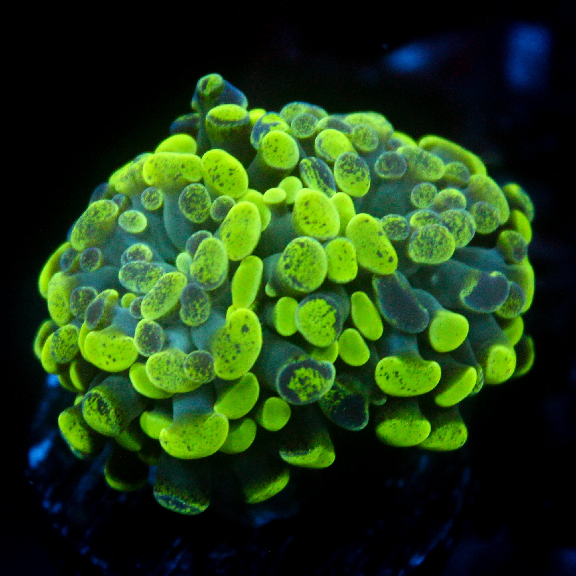 JC Neon Splatter Hammer