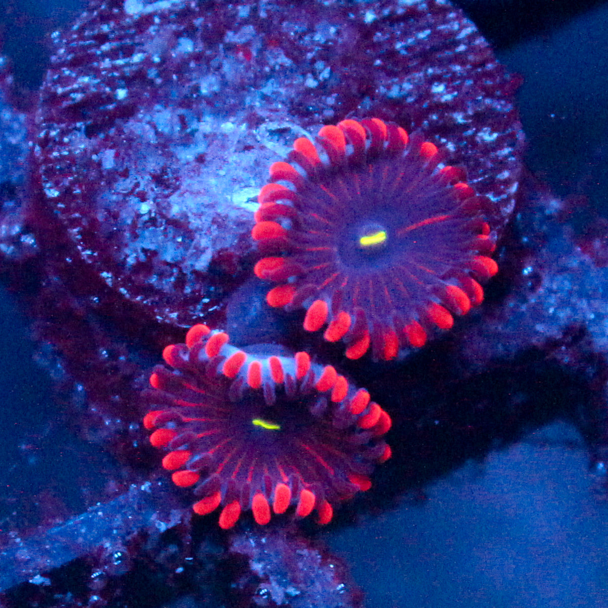 JC Purple People Eater Zoanthid
