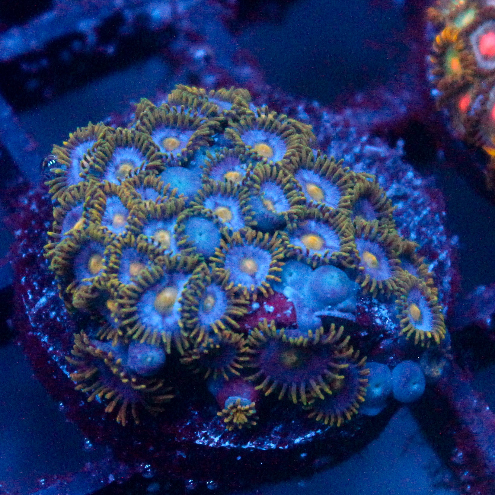 JC Gold Gobbler Zoanthid