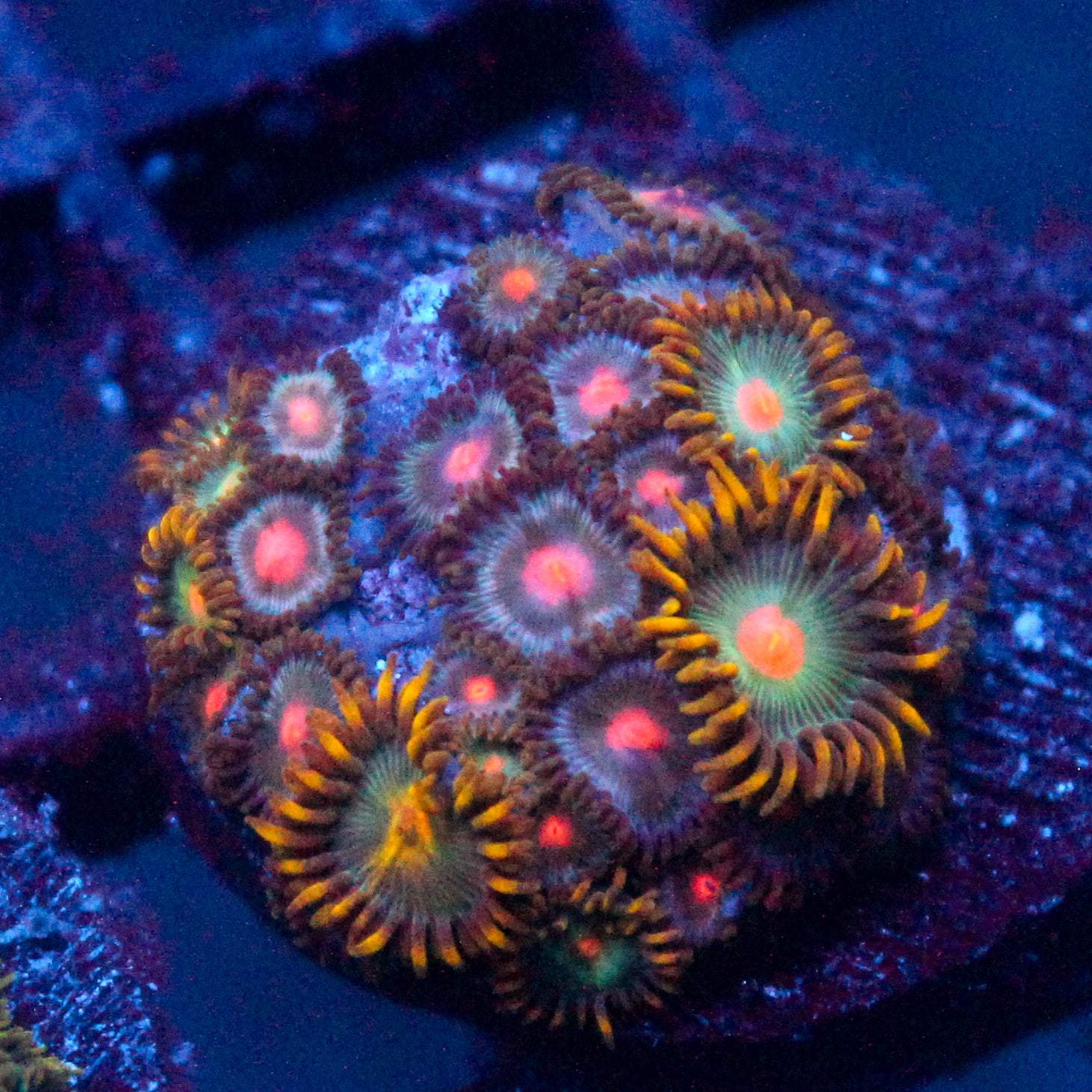 JC Saturn Zoanthid mix