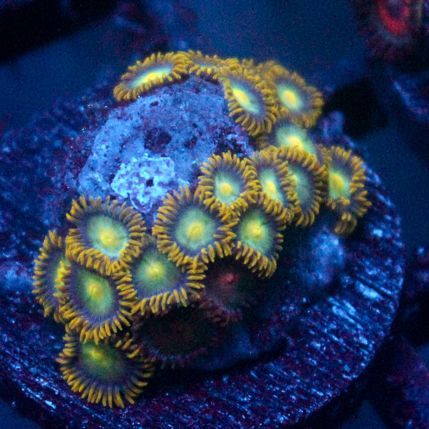 JC Saturn Zoanthid