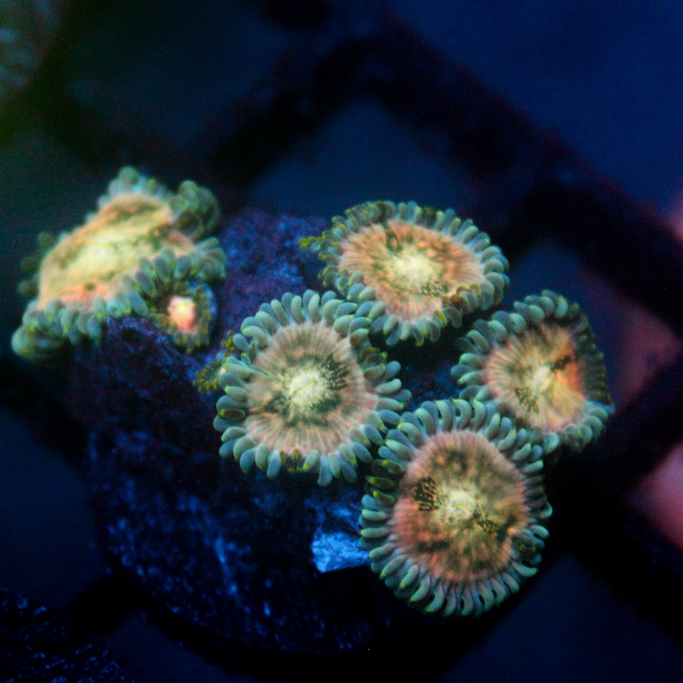 JC Hawaiian Ding Dang Zoanthid