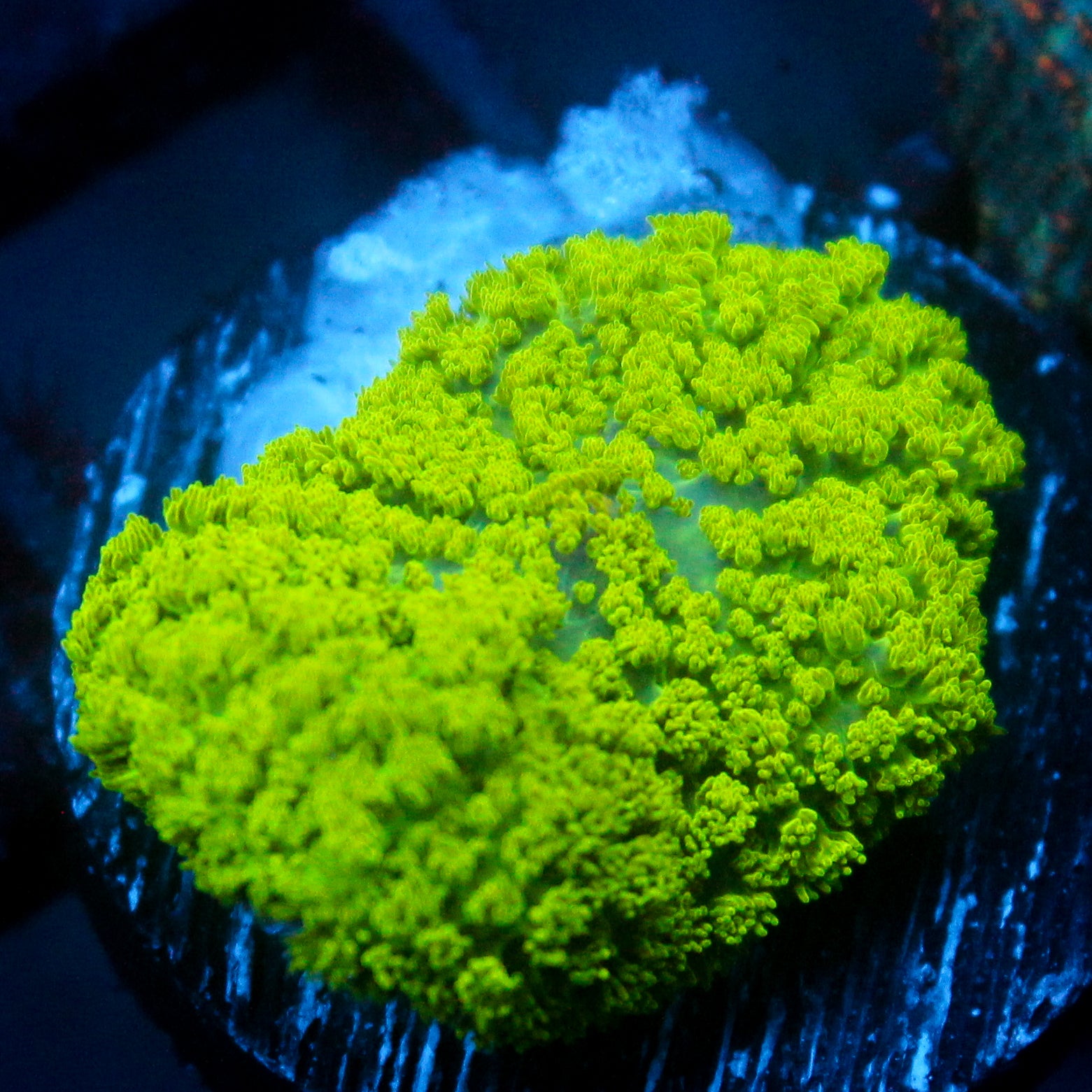 JC Neon Green Rhodactis