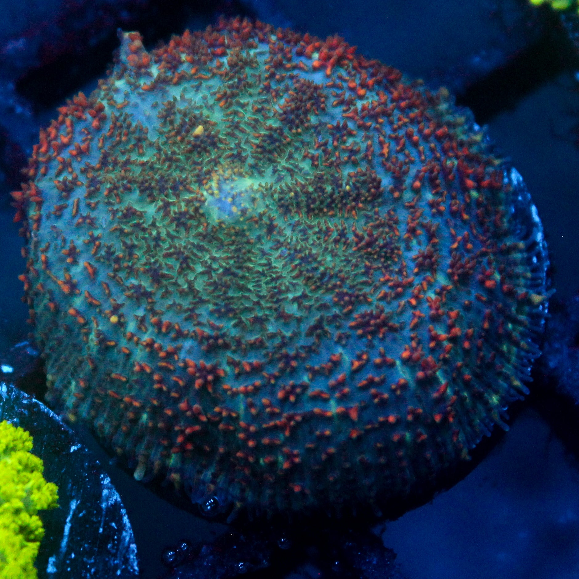 JC Cuprum Calamity Rhodactis