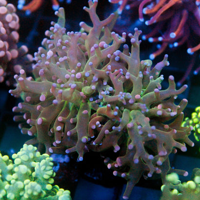 JC Green Octo