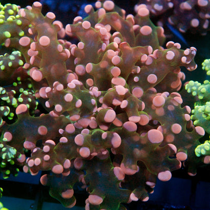 JC Pink Tip Octo