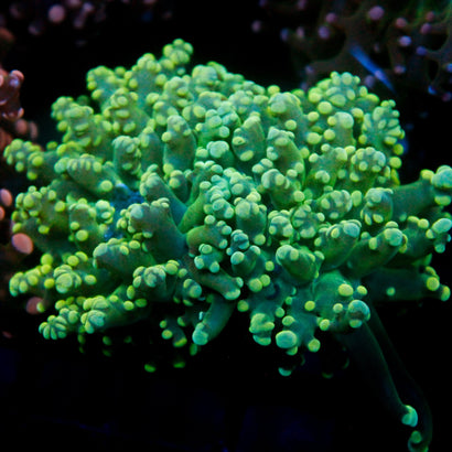 JC Hulk Octo