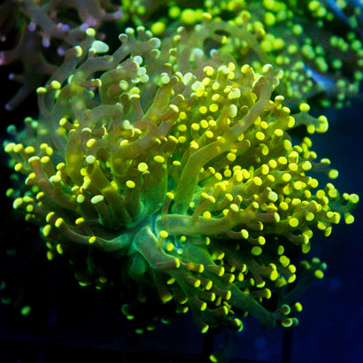 JC Lime Green Octo