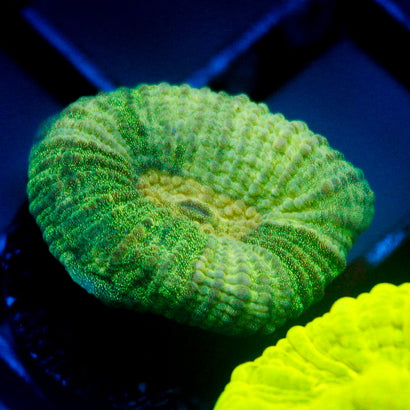 JC Neon Green Favia