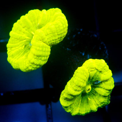 JC Trumpet Coral