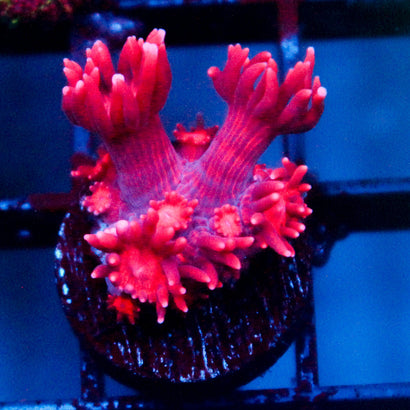 JC Red Krze Goni