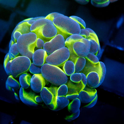 JC Hologram Hammer V1