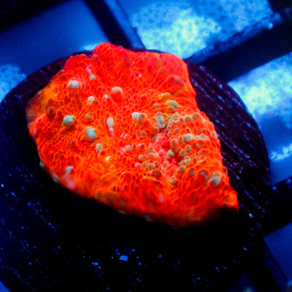 Orange Burst Chalice