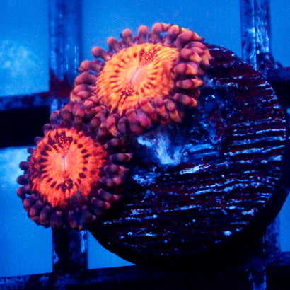 JC Speckled Kraze Zoanthid