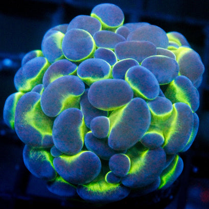 JC Blue Bubbles Hammer