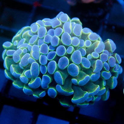 JC Blue Lagoon Hammer