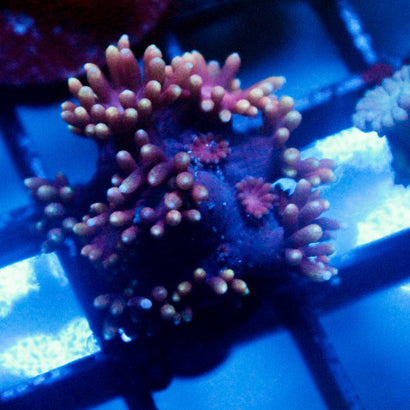 Rainbow Latte Chalice