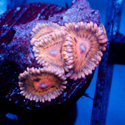 JC Rando Zoanthids