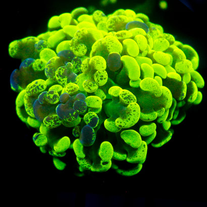 JC Ultra Splatter Hammer