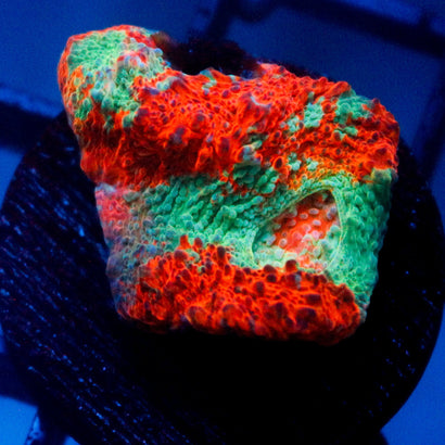 JC Two Faced Rainbow Chalice