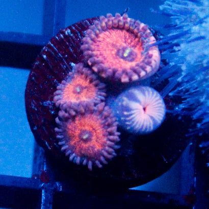 JC Amber Bliss 4 Polyps